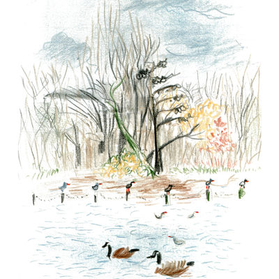 Birds and pond in Regents Park