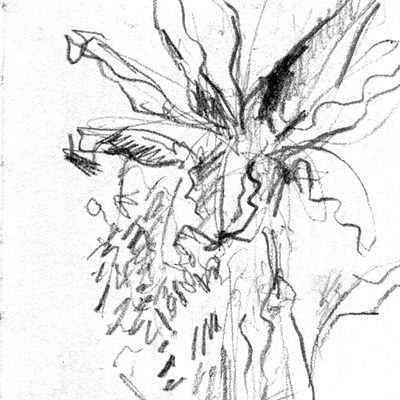 banana_tree_513