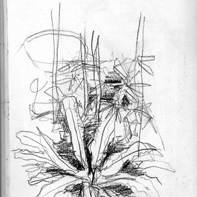 Barbican Conservatory