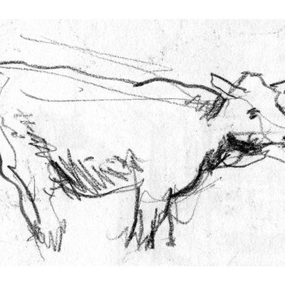 cow_613