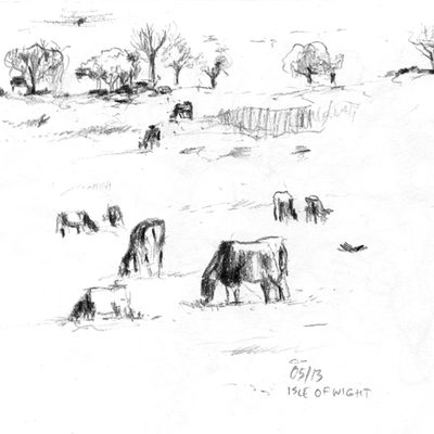 isle_wight_cows_513