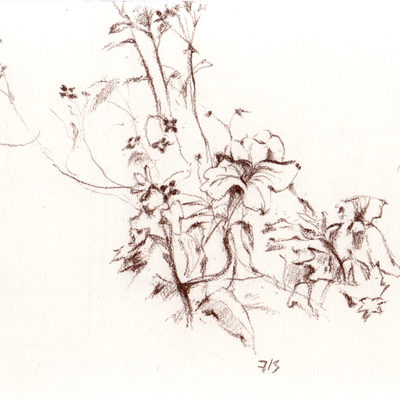 flowers_albion_713