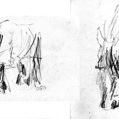 horse_513