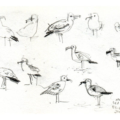 Seagulls sketches