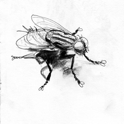 sketch of a fly