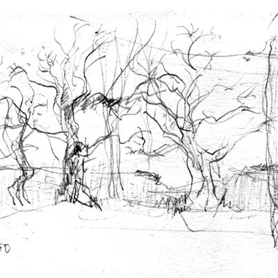 Trees in Plymouth