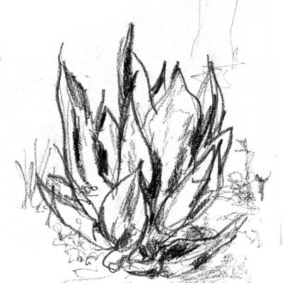 bot_garden_513